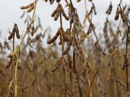 Pressão do mercado externo aumenta plantio de soja convencional em MS