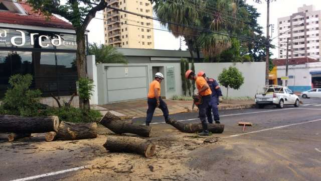 Corte de &aacute;rvore interdita rua e deixa tr&acirc;nsito tumultuado no Centro 