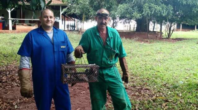 Iagro intensifica controle do morcego transmissor da raiva na zona rural