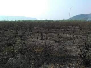 Chamas começaram no domingo e atingiram 350 hectares (Foto/Divulgação: Caimasul)