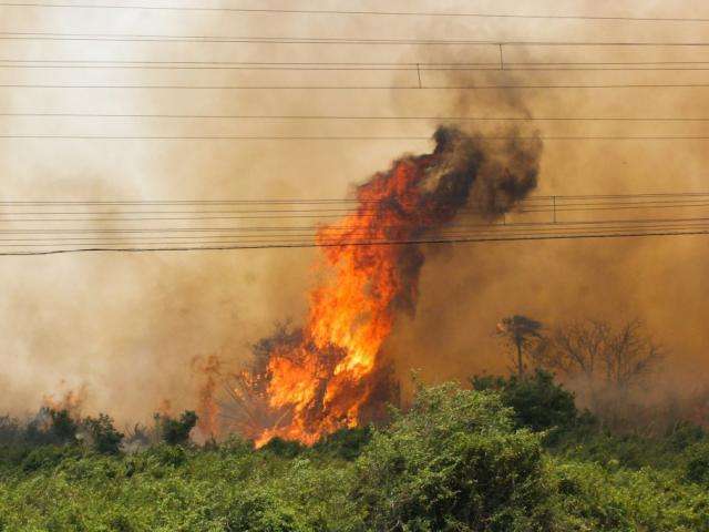 Ap&oacute;s quatro dias, sinal de banda larga &eacute; restabelecido na regi&atilde;o do Pantanal