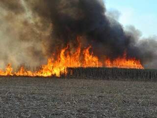 Canavial em chamas na fazenda Campo Bom, em Chapadão do Sul. (Foto: Jovem Sul News)