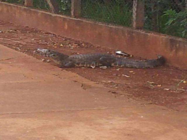 Leitor encontra jacar&eacute; em cal&ccedil;ada, em plena avenida