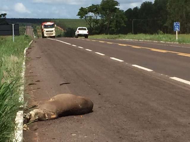 Para evitar acidentes, condutores devem redobrar aten&ccedil;&atilde;o com animais 