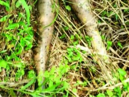 Corpo de brasileira &eacute; encontrado &agrave;s margens de estrada no Paraguai 