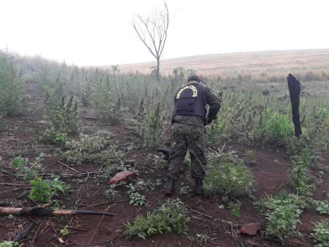 Pol&iacute;cia paraguaia encontra 10 hectares de maconha plantados na fronteira