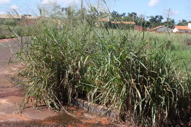 Para acabar com mato em terrenos, prefeitura come&ccedil;a a multar propriet&aacute;rios