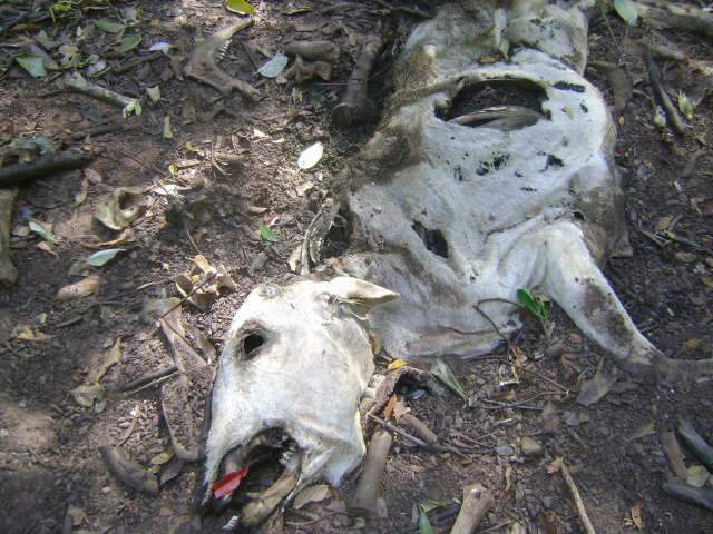  PMA multa propriet&aacute;rio em R$ 23 mil por polui&ccedil;&atilde;o, desmatamento e explora&ccedil;&atilde;o