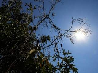 Árvore e sol forte registrados na área central de Campo Grande nesta tarde (18). Cenário que dará as boas vindas à Primavera, no dia 22 de setembro. (Foto: André Bittar)