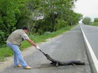 Técnico do ITTI retira animal atropelado na rodovia. (Foto: Susy Hopker)