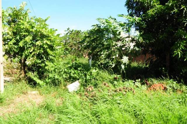 Moradores do Jardim Flores reclamam de matagal em terrenos