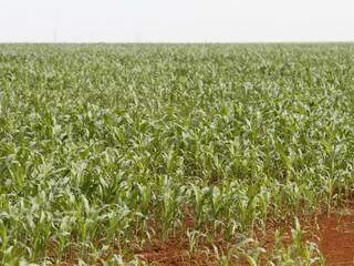 Mato Grosso do Sul deve colher safra de 5,6 milhões de toneladas de milho e pode ser beneficiado pelas compras no RS e SC. (Foto: Marcelo Victor)