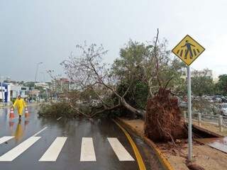 Em frente o shopping, segunda árvore caiu hoje (Foto: Marcos Ermínio)