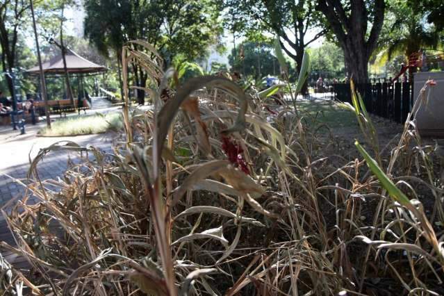 Abandono da Pra&ccedil;a Ary Coelho reflete at&eacute; em plantas, que est&atilde;o secas