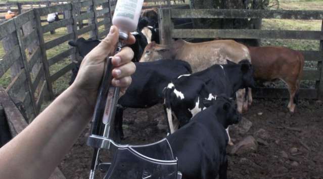 Campanha de vacina&ccedil;&atilde;o contra aftosa imuniza 99% dos bovinos de MS