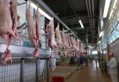 Puxadas pela Ucrânia, exportações de carne suína de MS sobem 45% em março