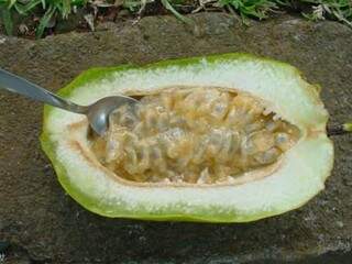 Maracujá Açu, chamado de &#039;gigante&#039; tem gosto similar ao do melão e pode ser usado em mousses e sucos (Foto: Divulgação)