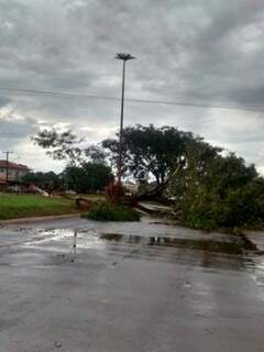 Árvore bloqueia Avenida Marechal Deodoro (Foto: direto das ruas)