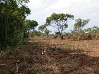 15 hectares de vegetação nativa do cerrado foram desmatadas sem licença ambiental. (Foto: PMA/ Divulgação)