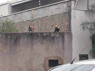 Tucanos em muro da residência do bairro Chácara Cachoeira (Foto: Mariana Castelar)