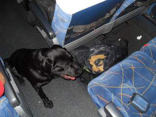 Cachorro encontrou droga debaixo das poltronas do ônibus (Foto: divulgação)