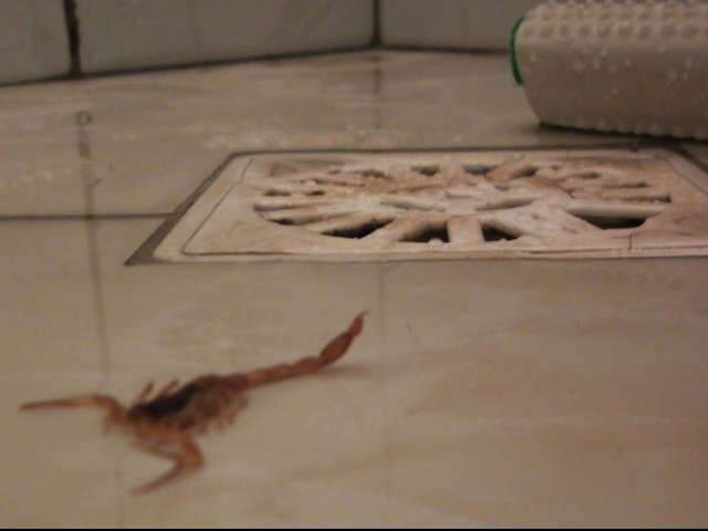  Gr&aacute;vida, professora encontra escorpi&otilde;es na hora do banho em Campo Grande