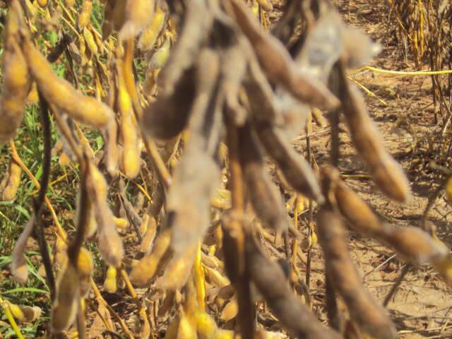  Antes carro-chefe, agropecu&aacute;ria derrubou crescimento do PIB de MS