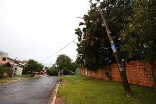 Poste chegou a ficar danificado com queda de árvore da espécie Sibipiruna (Foto: Marcelo Victor)