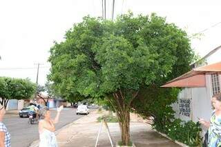 Dona Cleuza tem orgulho de mostrar a árvore ‘Dama da Noite’ que em 19 anos nunca precisou ser podada. 