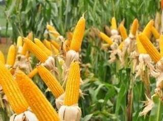 Mais de 70% da produção de milho do Estado é de transgênico, afirma pesquisador (Foto: João Garrigó/Arquivo Campo Grande News)