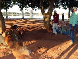 Capivaras sendo alimentadas às margens da Lagoa Maior (Foto: Divulgação)