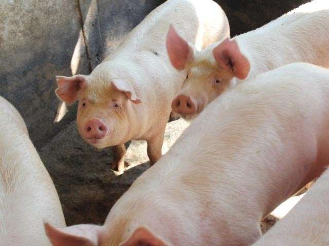 MS tem o terceiro maior crescimento do Pa&iacute;s na produ&ccedil;&atilde;o de carne bovina