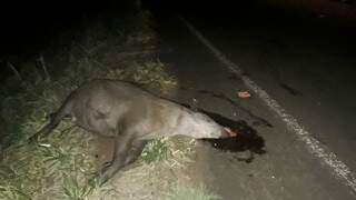Animal morreu com a colisão (Foto: Rádio Caçula)