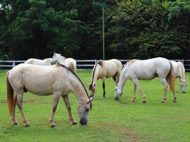 Leil&atilde;o de bois e cavalos da Embrapa abre para lances nesta segunda