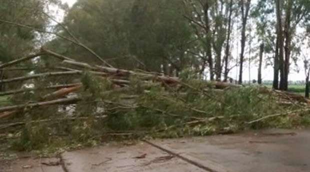 Temporal destelha casas e provoca queda de &aacute;rvores no interior de MS