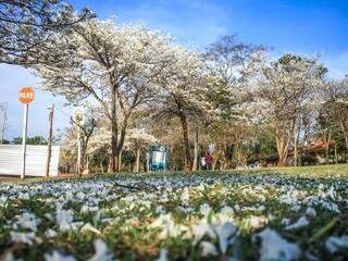 As flores forram a grama do parque (Foto: Marina Pacheco)