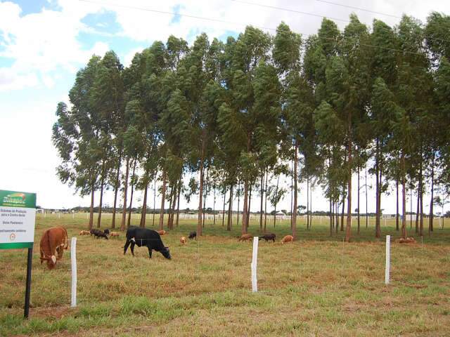  Produ&ccedil;&atilde;o leiteira e integra&ccedil;&atilde;o lavoura-pecu&aacute;ria s&atilde;o destaques da VII Dinapec