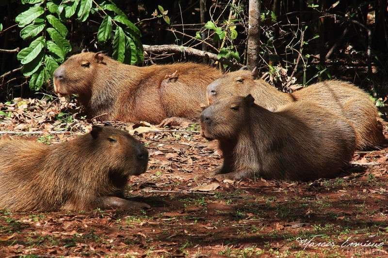 Fofos e belos, bichos transformam bairros em planetas dos macacos - Campo  Grande 116 Anos - Campo Grande News