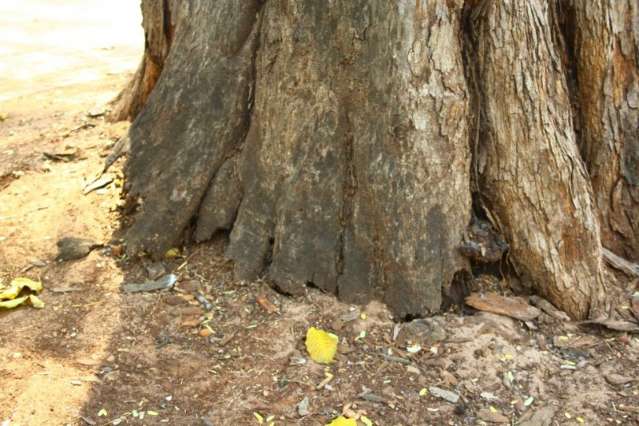 &Aacute;rvore condenada amea&ccedil;ava parque infantil na Pra&ccedil;a Ary Coelho