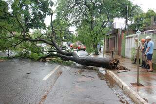 Árvore caiu e fechou trecho da avenida Albert Sabin em Campo Grande. (Foto: Simão Nogueira)