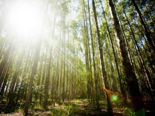 Para quitar d&iacute;vidas, Eldorado tenta vender florestas de eucalipto em MS
