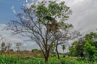 Na árvore que ele acredita ser um jasmim (Foto: Fernando Antunes)