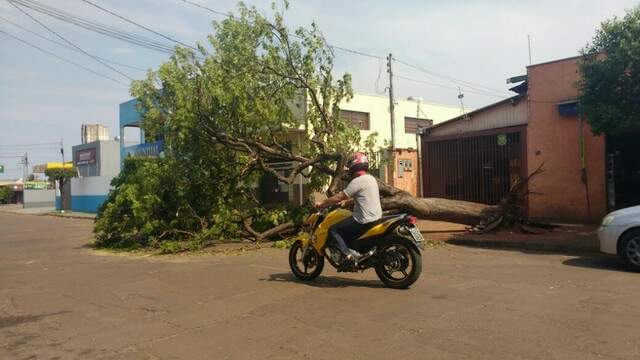 Rvore Arrancada Pela Raiz Durante Temporal Interdita Rua No Jardim