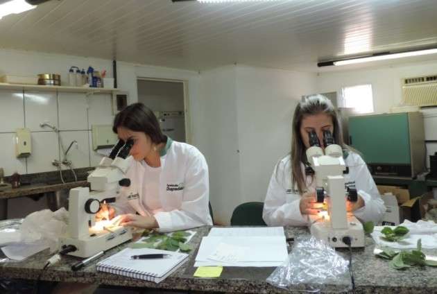 MS tem 5 casos de ferrugem asi&aacute;tica e doen&ccedil;a preocupa produtores de soja