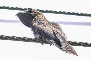 Em Campo Grande, pássaro foi flagrado na fiação elétrica na rua da Paz (Foto:Marcelo Calazans)