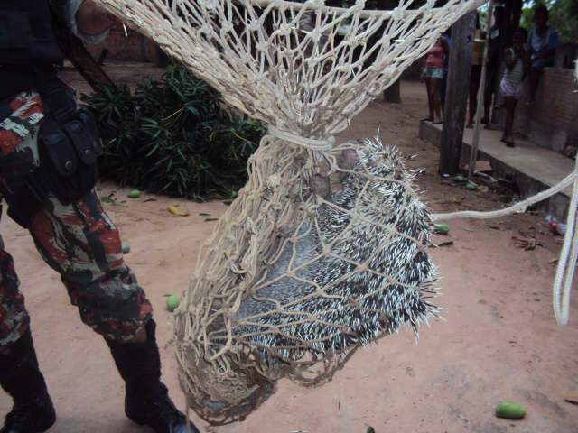  &ldquo;Porco-espinho&rdquo; d&aacute; trabalho para bombeiros e PMA em Coxim