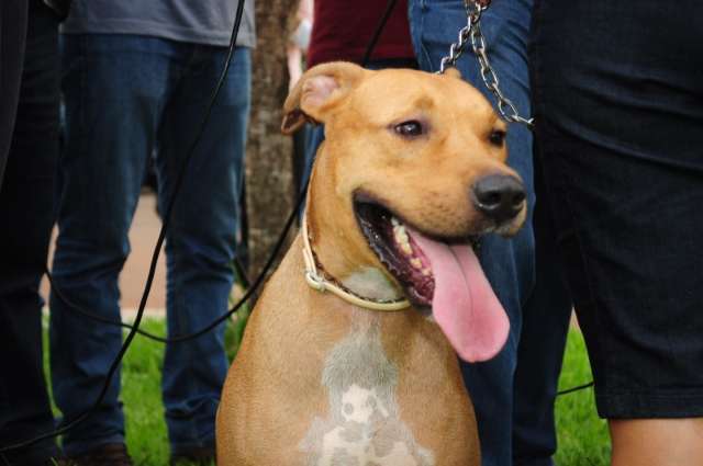 Depois de Scooby, CCZ tem dificuldade para recolher c&atilde;es com leishmaniose