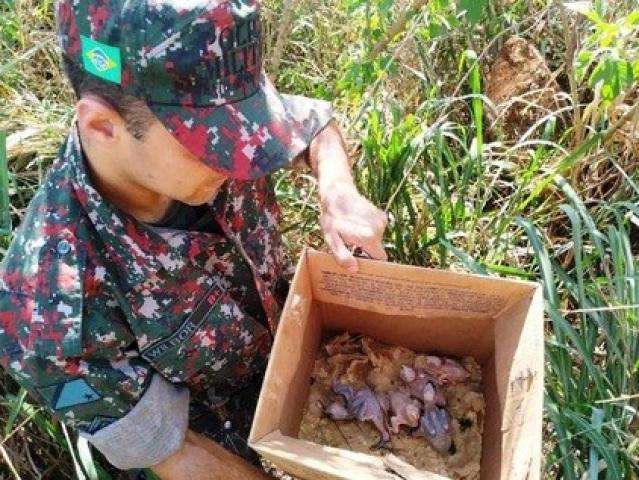 Filhotes de papagaios retirados do ninho por morador s&atilde;o resgatados pela PMA