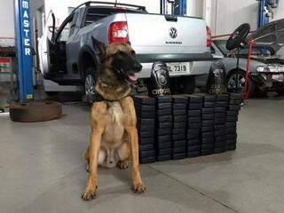 Cão farejador encontrou a droga em um fundo falso sob a carroceria do veículo. (Foto: Divulgação) 
