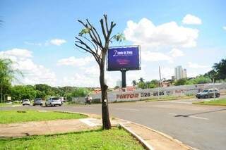 Ipê fica na rotatória da avenida Mato Grosso com a Via Parque. (Foto: Rodrigo Pazinato)